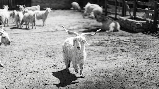 chevre cashmere loro piana